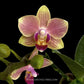 Phalaenopsis Pineapple Express - Without Flowers | BS