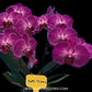 Phalaenopsis Shu Long Sweet - FF