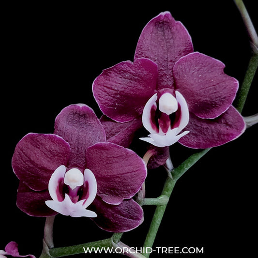 Phalaenopsis Kaoda Twinkle Orchid Plant - BS