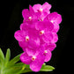 Vanda Siriporn Pink Pracha Orchid Plant -BS