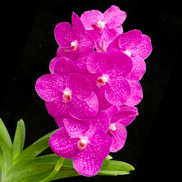 Vanda Siriporn Pink Pracha Orchid Plant -BS