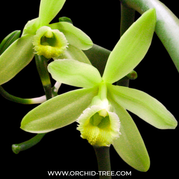 Vanilla planifolia variegata sp.- BS