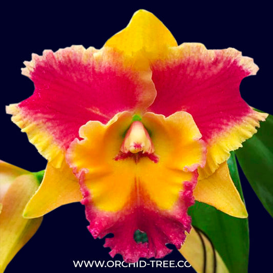 Cattleya (Rlc.) Rungnapa Fancy 'Warm Welcome' - BS - Buy Orchids Plants Online by Orchid-Tree.com