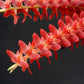 Dendrochilum wenzelii sp. - BS