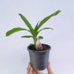 Clowesetum Emerald Princess Cream - BS