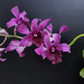 Dendrobium Betty Goto Orchid Plant - FF