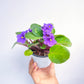 African Violet | Single Petal