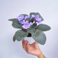 African Violet | Single Petal