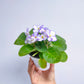 African Violet | Single Petal