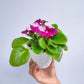 African Violet | Single Petal