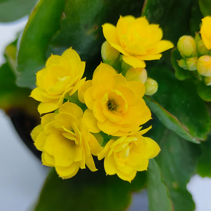 Kalanchoe | Flowering Plants - Buy Orchids Plants Online by Orchid-Tree.com