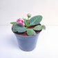 Gloxinia Pink OR Blue - With Buds | FF