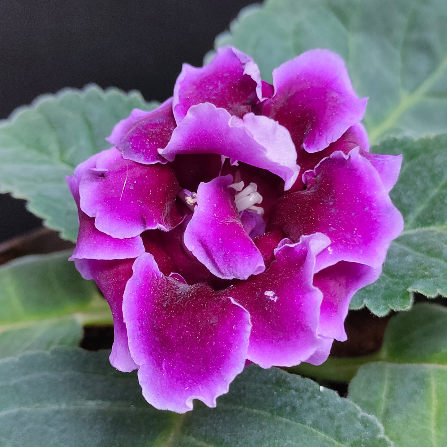 Gloxinia Pink OR Blue - With Buds | FF