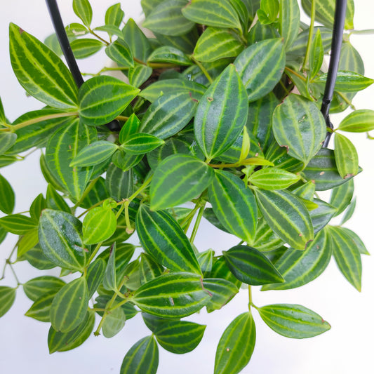 Peperomia Angulata
