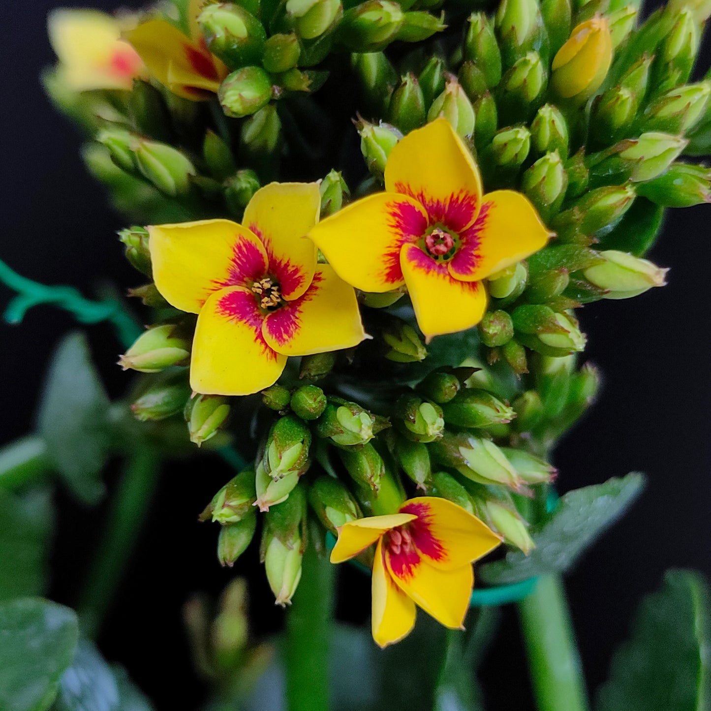 Kalanchoe | Flowering Plants