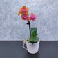 Ceramic Ribbon Pot | CRP-29