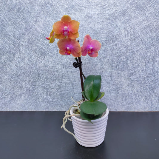 Ceramic Ribbon Pot | CRP-29