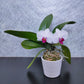 Ceramic Ribbon Pot | CRP-29