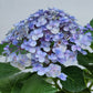 Hydrangea Small Pot