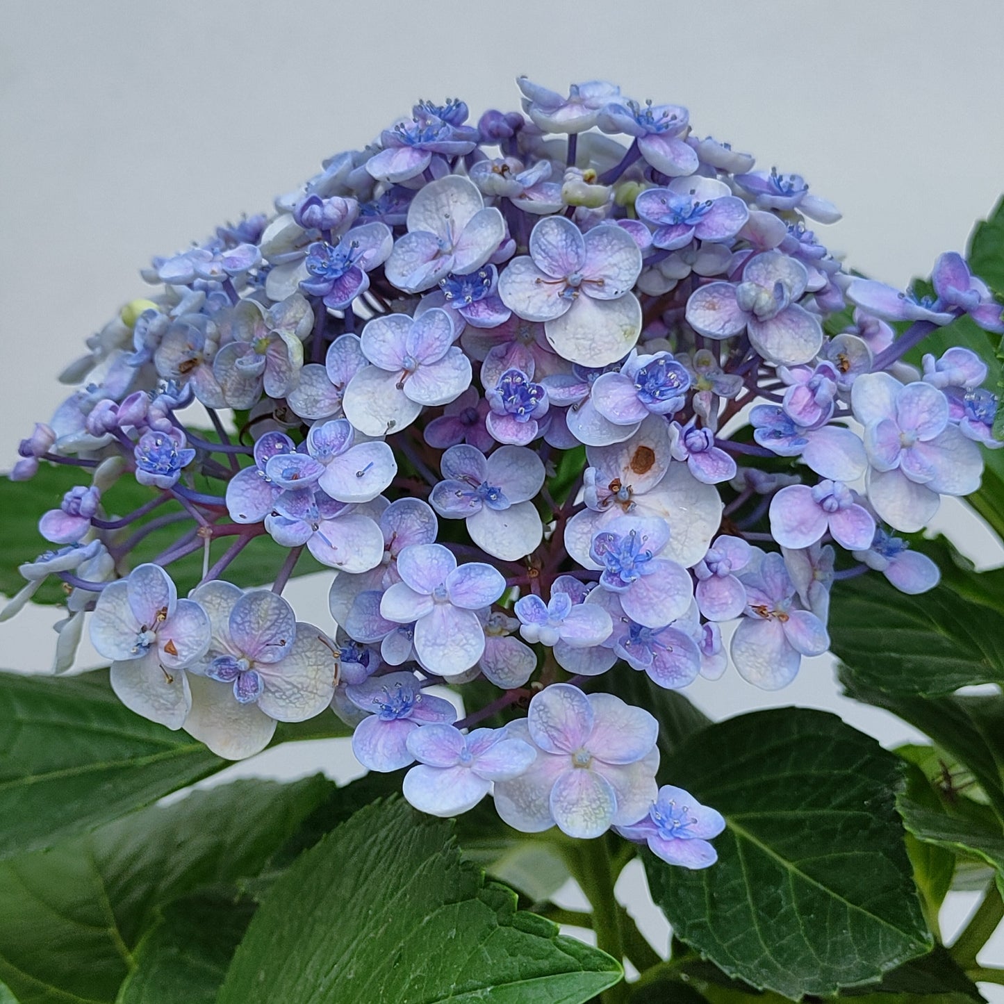 Hydrangea Small Pot