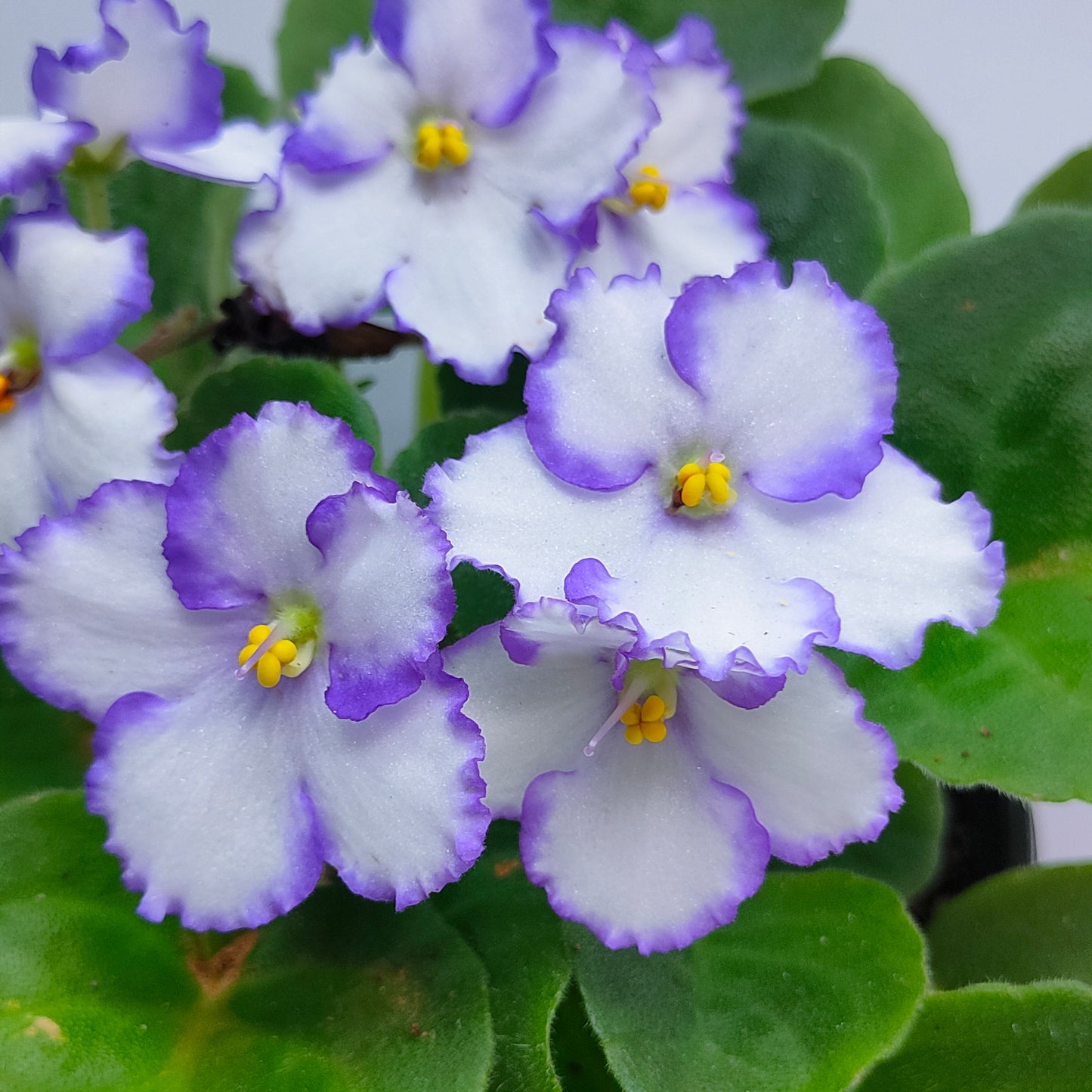 African Violet | Single Petal