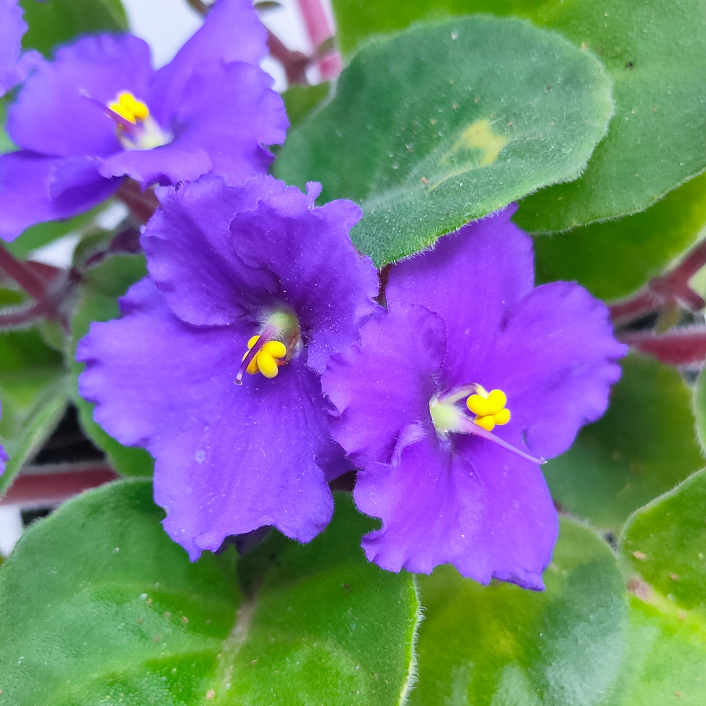 African Violet | Single Petal