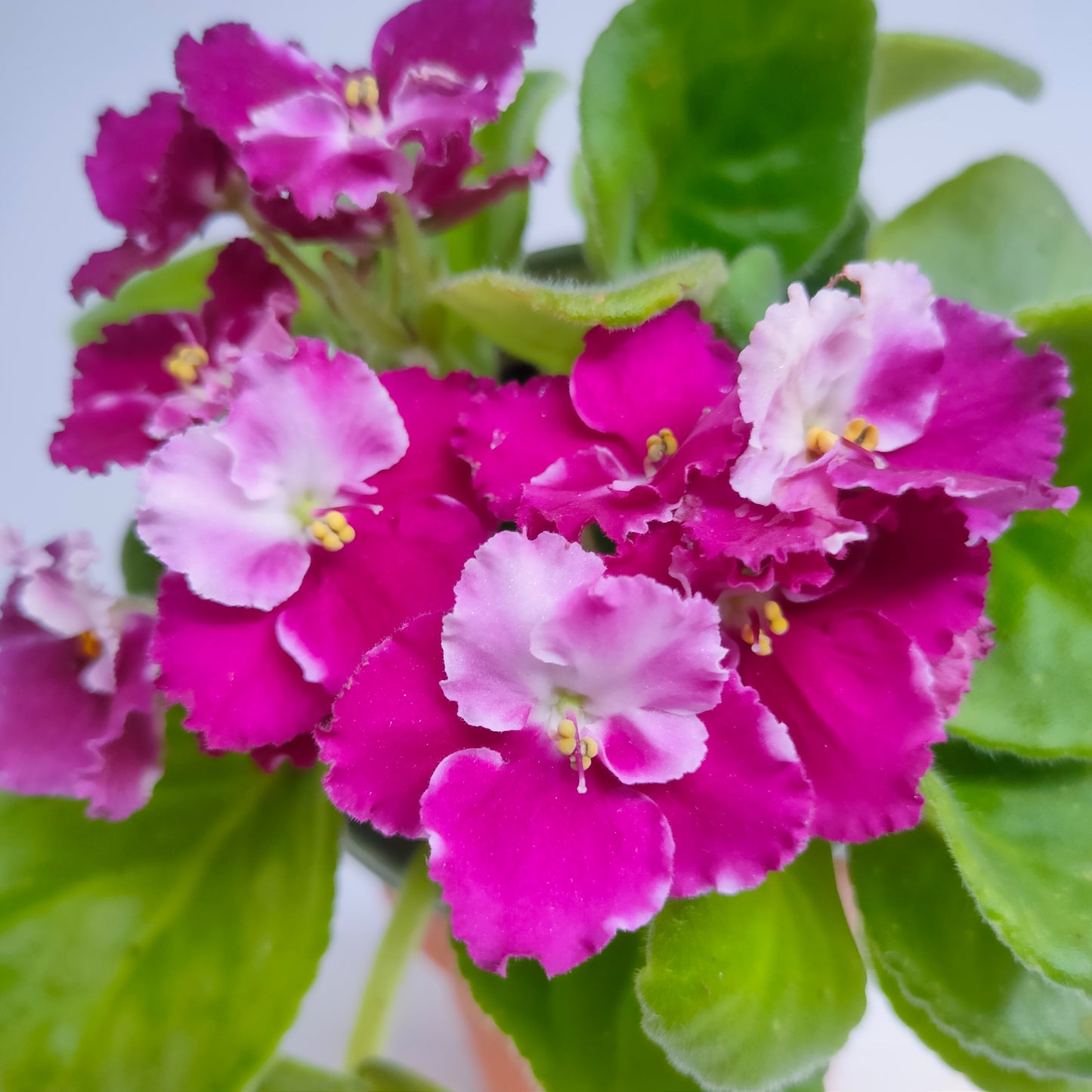 African Violet | Single Petal