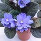 African Violet | Single Petal