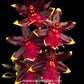 Oncidium (Odcdm.) Wildcat Cherry Tomato - FF