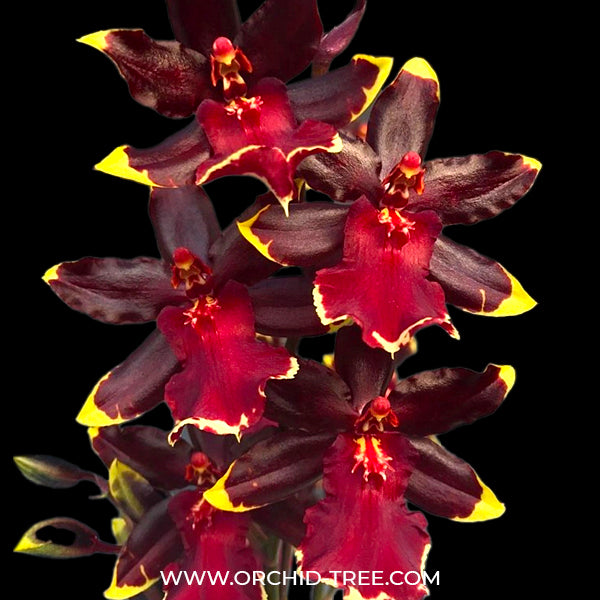 Oncidium (Odcdm.) Wildcat Cherry Tomato - FF