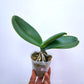 Phalaenopsis Arakaki World Dream Black - Without Flowers | BS