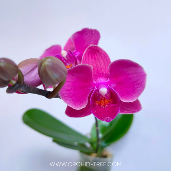 Kokedama Phalaenopsis Young home Bella -  FF (Miniature)