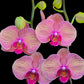 Phalaenopsis YoungHome Golden Leopard - BS - Buy Orchids Plants Online by Orchid-Tree.com