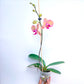 Phalaenopsis YoungHome Golden Leopard - BS - Buy Orchids Plants Online by Orchid-Tree.com