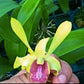Dendrobium Rabbit Yellow Big lip - BS