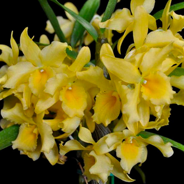 Dendrobium Yellow Song Candy - With Spike | FF - Buy Orchids Plants Online by Orchid-Tree.com