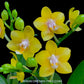 Phalaenopsis Younghome Golden Pixie - FF