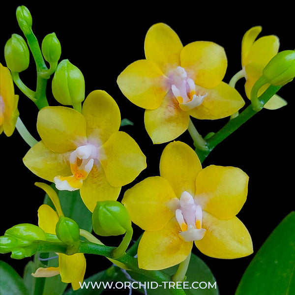 Phalaenopsis Younghome Golden Pixie - FF
