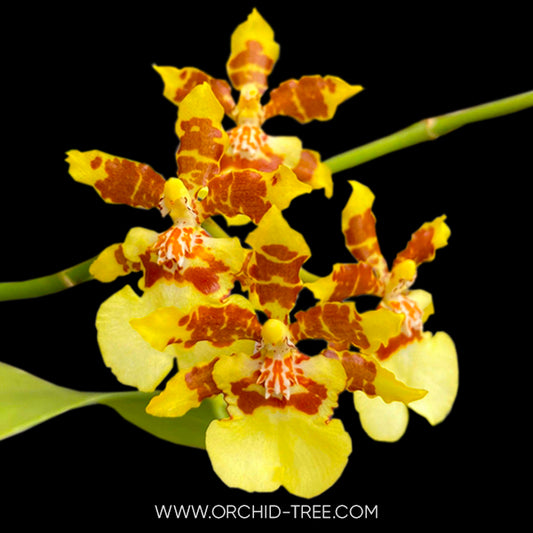 Oncidium Yuan Nan Gold - BS