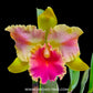 Cattleya (Rlc.) Amazing Thailand 'Rainbow' Orchid Plant - BS