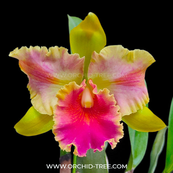 Cattleya (Rlc.) Amazing Thailand 'Rainbow' Orchid Plant - BS
