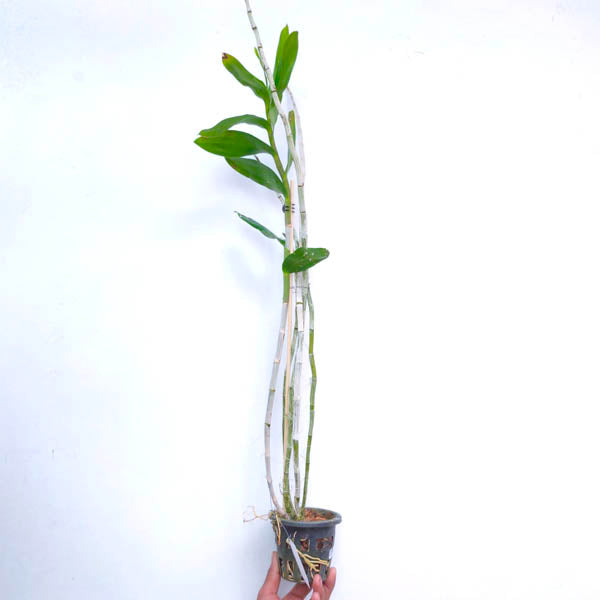 Dendrobium amethystoglossum sp. - BS