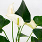 Anthurium White - FF