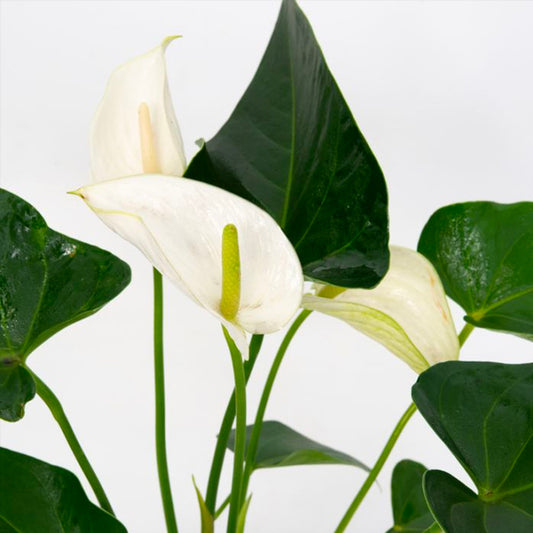 Anthurium White - FF