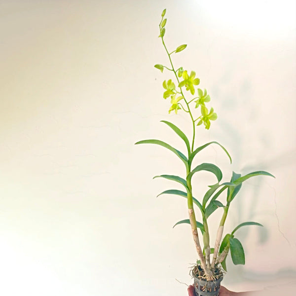 Dendrobium Arredang Green - BS - Buy Orchids Plants Online by Orchid-Tree.com