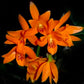 Cattleya aurantiaca sp. - BS