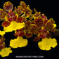 Oncidium Baipai (Trichocentrum sunny village x lancianum) -  BS