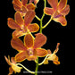 Dendrobium Bangkok Gold - BS