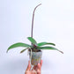 Phalaenopsis Beauty and Beast - BS