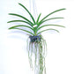 Vanda Big Red x Horizon - BS